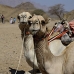 camel_desert_ma_v_0294_egy3569.jpg